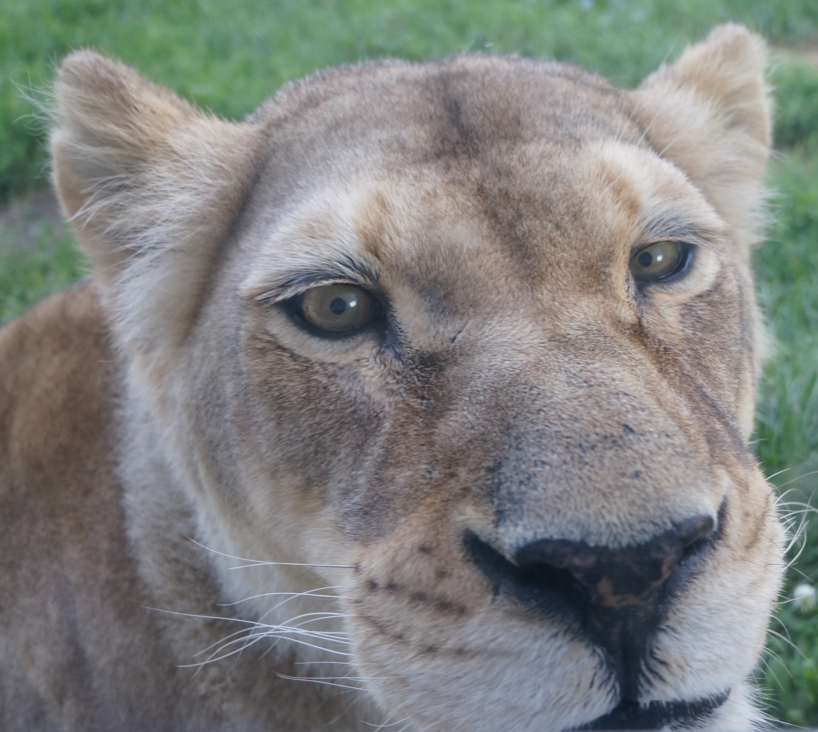 lion